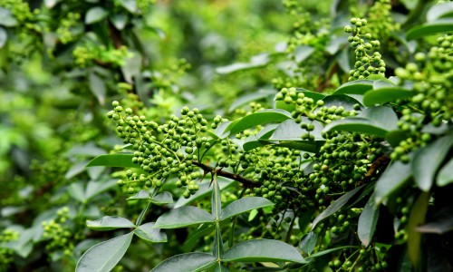 茶多酚有什么功效和作用-茶多酚有什么功效网 - 茶多酚有什么功效,茶多酚提取物